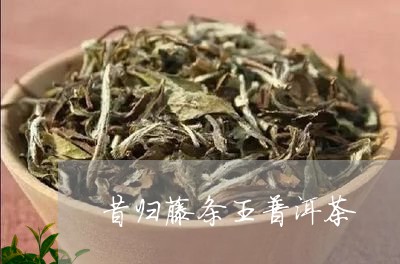 昔归藤条王普洱茶/2023031767270