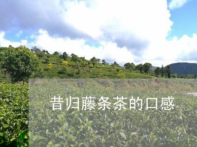 昔归藤条茶的口感/2023032626060