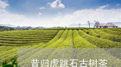 昔归虎跳石古树茶/2023032525059