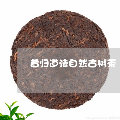 昔归道法自然古树茶/2023032257494