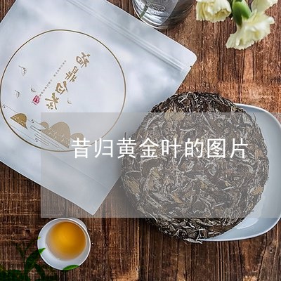 昔归黄金叶的图片/2023032362616