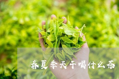 春夏季天干喝什么茶/2023041547263