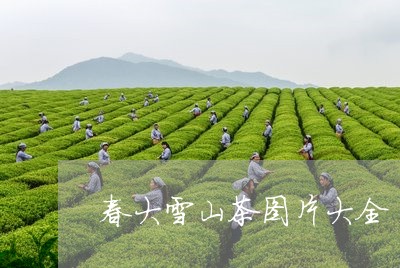 春大雪山茶图片大全/2023031870483