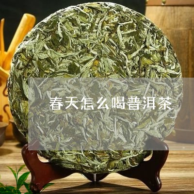 春天怎么喝普洱茶/2023041262724