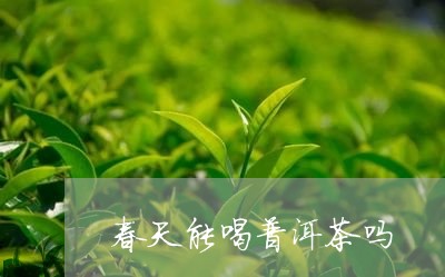 春天能喝普洱茶吗/2023031731825