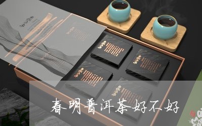 春明普洱茶好不好/2023033174936