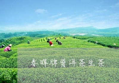 春晖牌普洱茶生茶/2023041159525