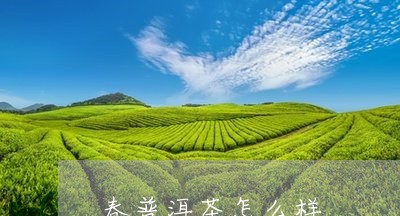 春普洱茶怎么样/2023033183614