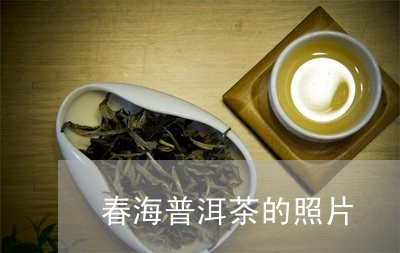 春海普洱茶的照片/2023031612702