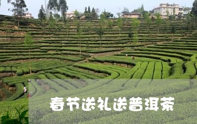 春节送礼送普洱茶/2023040973614