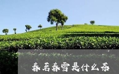 春茗春雪是什么茶/2023032492940