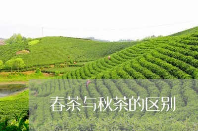 春茶与秋茶的区别/2023032536082