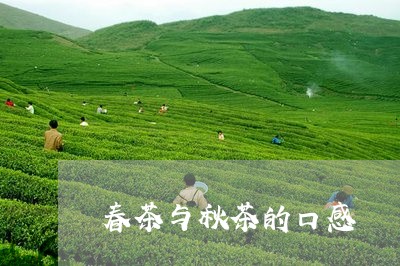 春茶与秋茶的口感/2023032493260