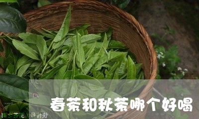 春茶和秋茶哪个好喝/2023041571595