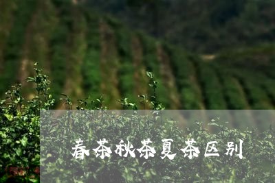 春茶秋茶夏茶区别/2023032515838