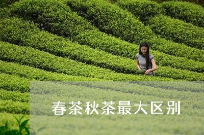 春茶秋茶最大区别/2023041383612