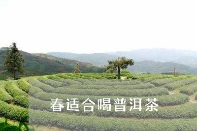 春适合喝普洱茶/2023041153731