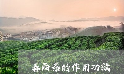 春雨茶的作用功效/2023032439372