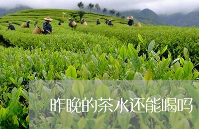 昨晚的茶水还能喝吗/2023041414748