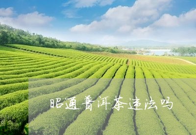 昭通普洱茶违法吗/2023041006158