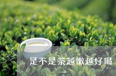 是不是茶越嫩越好喝/2023041585825