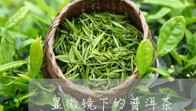 显微镜下的普洱茶/2023033011603