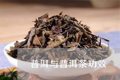 普洱与普洱茶功效/2023041291935