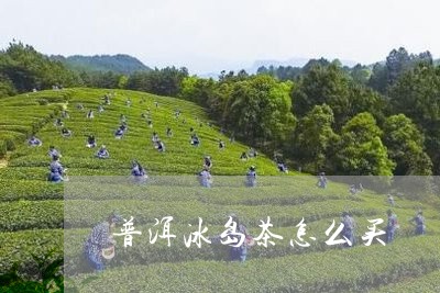 普洱冰岛茶怎么买/2023033005048