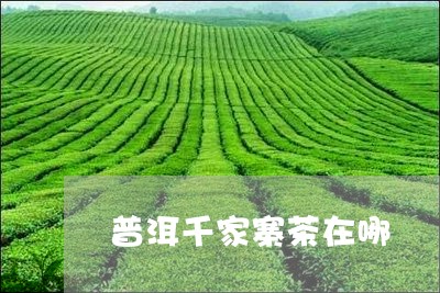 普洱千家寨茶在哪/2023032940405