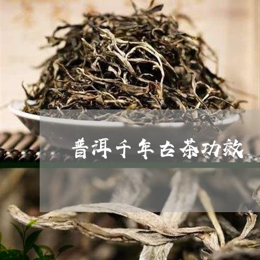 普洱千年古茶功效/2023032939262