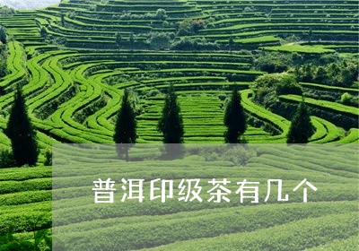 普洱印级茶有几个/2023031700603