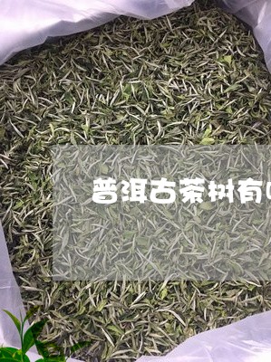 普洱古茶树有哪些/2023032905948