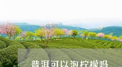 普洱可以泡柠檬吗/2023032919372