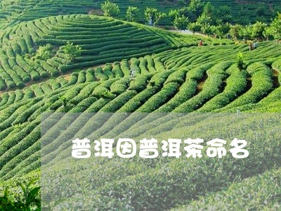 普洱因普洱茶命名/2023041284817