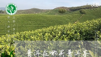 普洱在哪买普洱茶/2023031720571