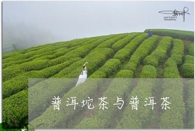 普洱坨茶与普洱茶/2023031725956