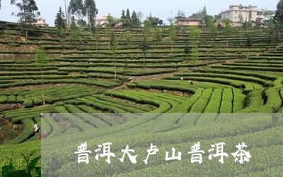 普洱大卢山普洱茶/2023031724946