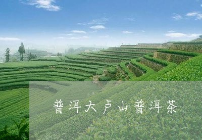 普洱大卢山普洱茶/2023041216258