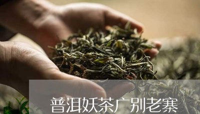 普洱妖茶广别老寨/2023032969379