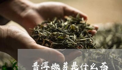 普洱嫩芽是什么茶/2023032904837