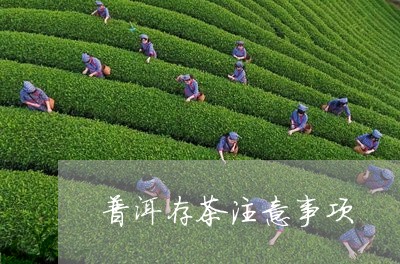 普洱存茶注意事项/2023031808271