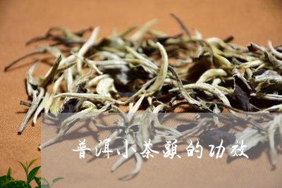 普洱小茶头的功效/2023032975048