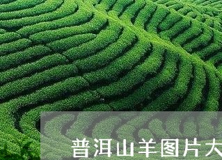 普洱山羊图片大全/2023032905171