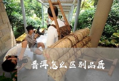 普洱怎么区别品质/2023041350925