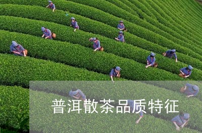 普洱散茶品质特征/2023041390793