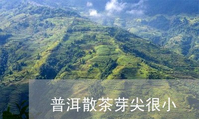 普洱散茶芽尖很小/2023032956270