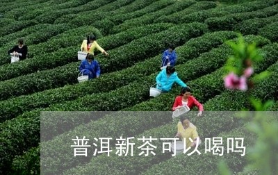 普洱新茶可以喝吗/2023032981792