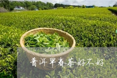 普洱早春茶好不好/2023032948271