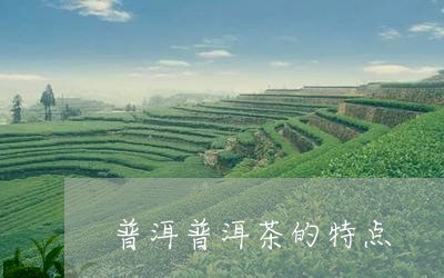 普洱普洱茶的特点/2023031753928