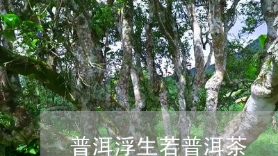 普洱浮生若普洱茶/2023041274058